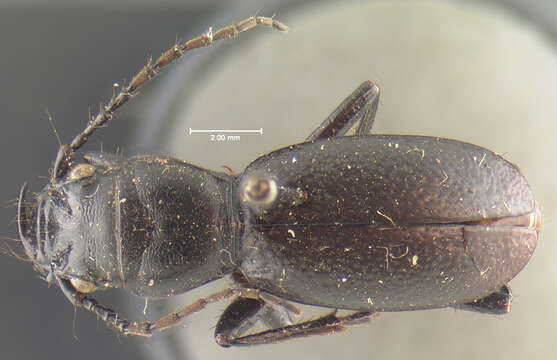 Image of <i>Cicindela formosa manitoba</i>