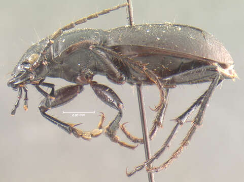 Image of <i>Cicindela formosa manitoba</i>