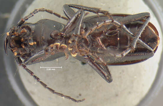 Image of <i>Cicindela formosa manitoba</i>