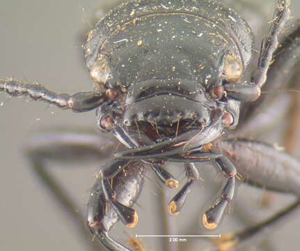 Image of <i>Cicindela formosa manitoba</i>