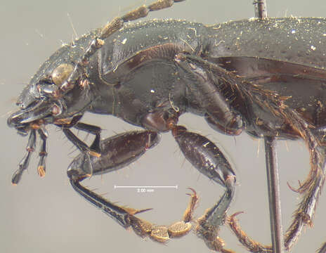 Image of <i>Cicindela formosa manitoba</i>