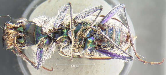 Image of Cicindela (Cicindela) formosa generosa Dejean 1831