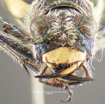 Image of Cicindela (Cicindela) formosa generosa Dejean 1831