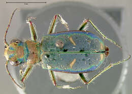 Image de Cicindela (Cicindela) purpurea hatchi Leffler 1980