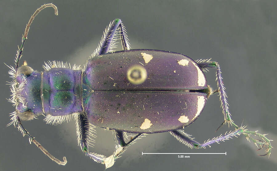 Imagem de Cicindela (Cicindela) sexguttata Fabricius 1775