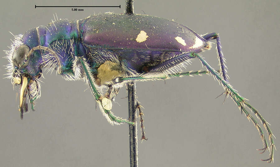 Imagem de Cicindela (Cicindela) sexguttata Fabricius 1775