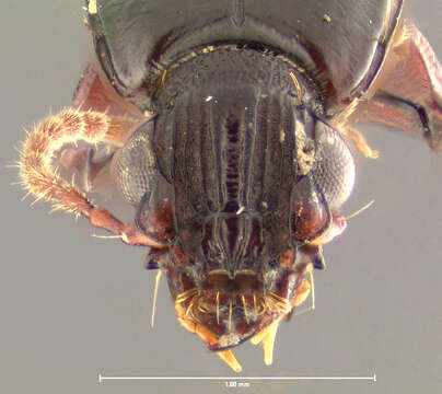 Image of Schizogenius (Schizogenius) tibialis Whitehead 1972