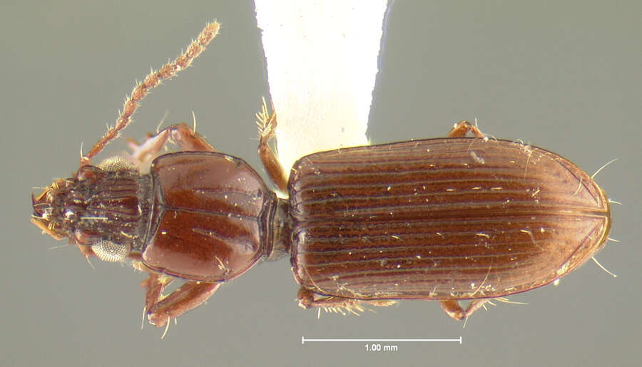 Sivun Schizogenius (Schizogenius) scopaeus Whitehead 1972 kuva