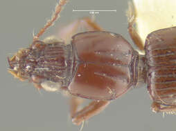 Sivun Schizogenius (Schizogenius) scopaeus Whitehead 1972 kuva