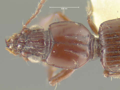 Image of Schizogenius (Schizogenius) scopaeus Whitehead 1972