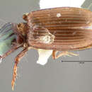 Слика од Schizogenius (Schizogenius) cearaensis Whitehead 1972