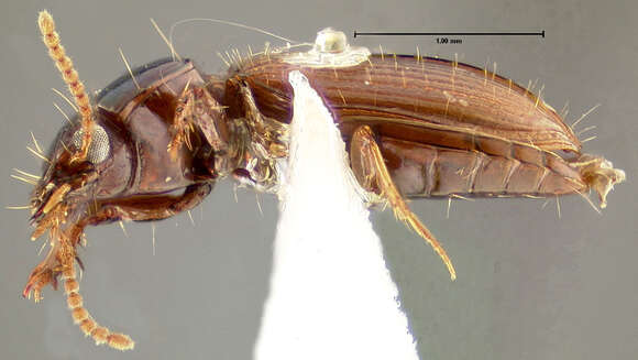 Sivun Schizogenius (Schizogenius) cearaensis Whitehead 1972 kuva