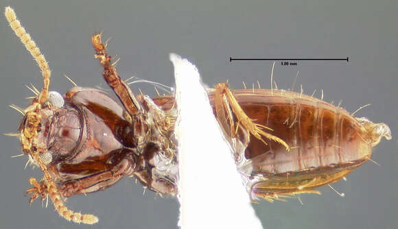 Image de Schizogenius (Schizogenius) cearaensis Whitehead 1972