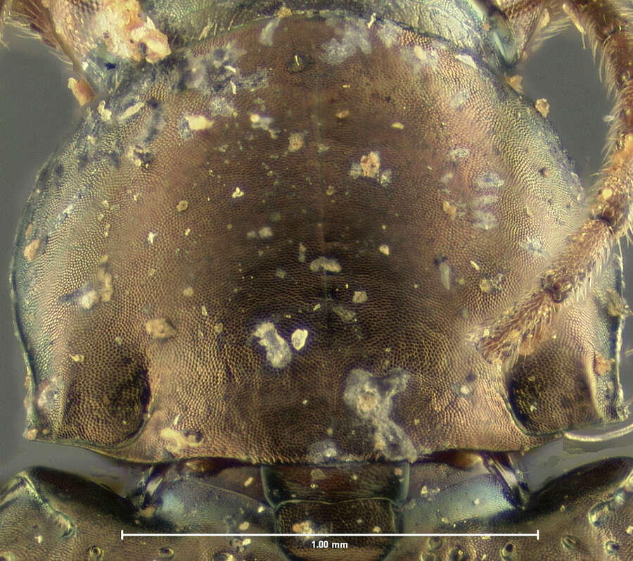 Image of Bembidion (Odontium) durangoense Bates 1891