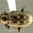 Image of Bembidion (Bracteon) colvillense Lindroth 1965