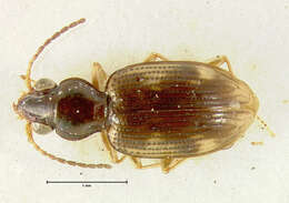 Plancia ëd Bembidion (Furcacampa) affine Say 1823