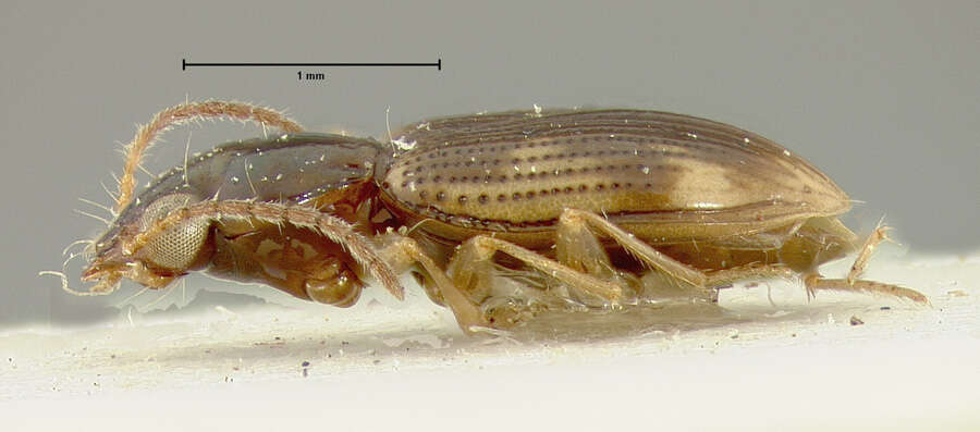 Plancia ëd Bembidion (Furcacampa) affine Say 1823