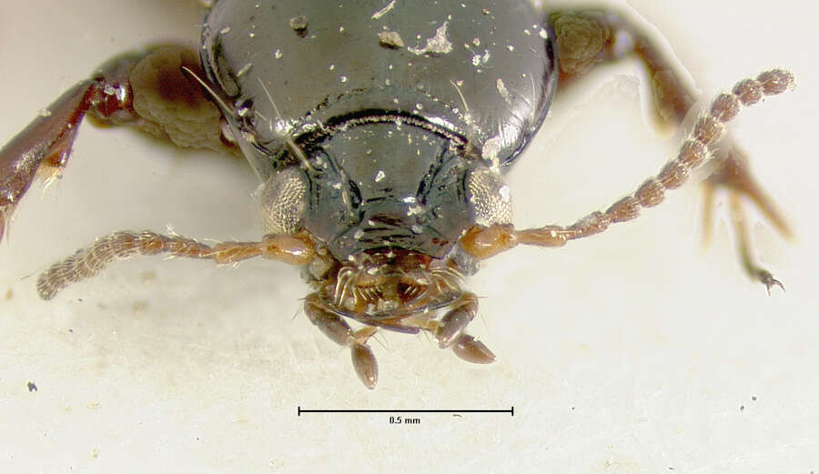 Image of Dyschirius (Dyschiriodes) subarcticus Lindroth 1961