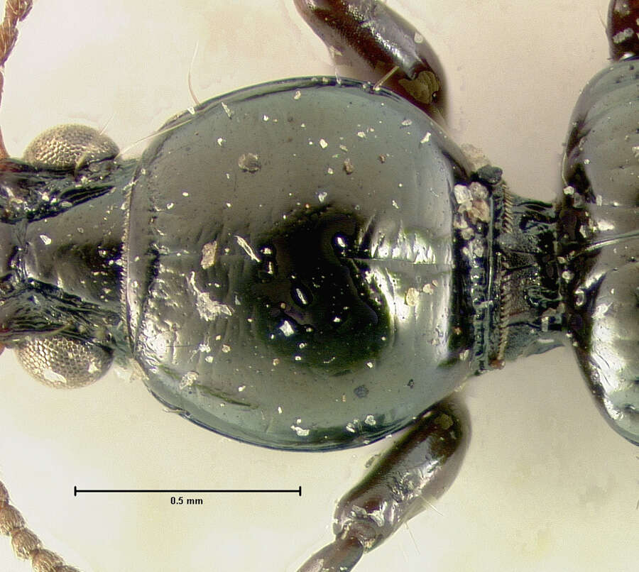 Image of Dyschirius (Dyschiriodes) subarcticus Lindroth 1961