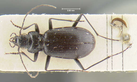 Image of Nebria (Reductonebria) acuta Lindroth 1961