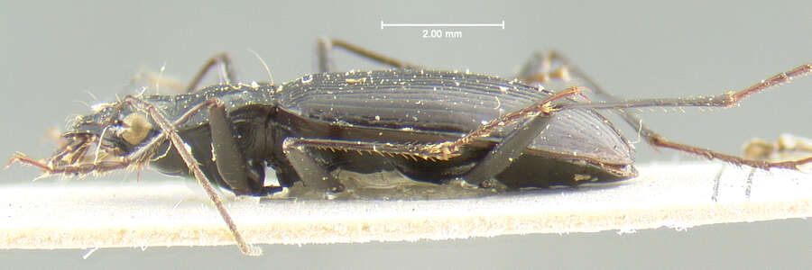 Слика од Nebria (Reductonebria) acuta Lindroth 1961