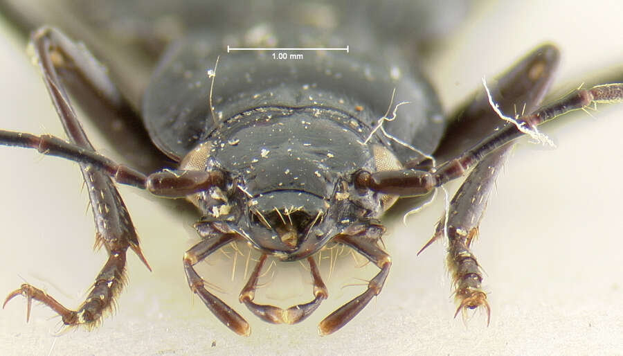 Nebria (Reductonebria) acuta Lindroth 1961的圖片