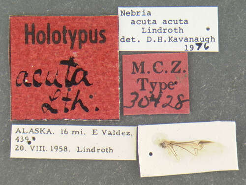 Слика од Nebria (Reductonebria) acuta Lindroth 1961