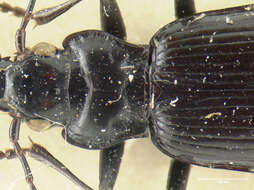 Nebria (Reductonebria) acuta Lindroth 1961的圖片