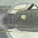 Image of Carabus (Euleptocarabus) porrecticollis Bates 1883