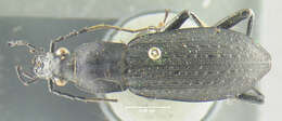 Image of Carabus (Euleptocarabus) porrecticollis Bates 1883