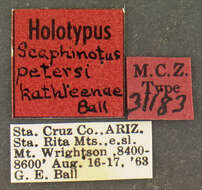 Image of Scaphinotus (Scaphinotus) petersi kathleenae Ball 1966