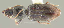 Sivun Schizogenius (Schizogenius) neovalidus Whitehead 1972 kuva