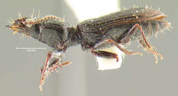 Sivun Schizogenius (Schizogenius) neovalidus Whitehead 1972 kuva