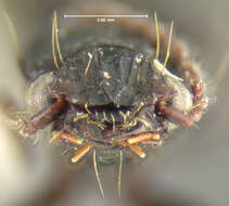 Sivun Schizogenius (Schizogenius) neovalidus Whitehead 1972 kuva