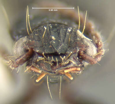 Image of Schizogenius (Schizogenius) neovalidus Whitehead 1972