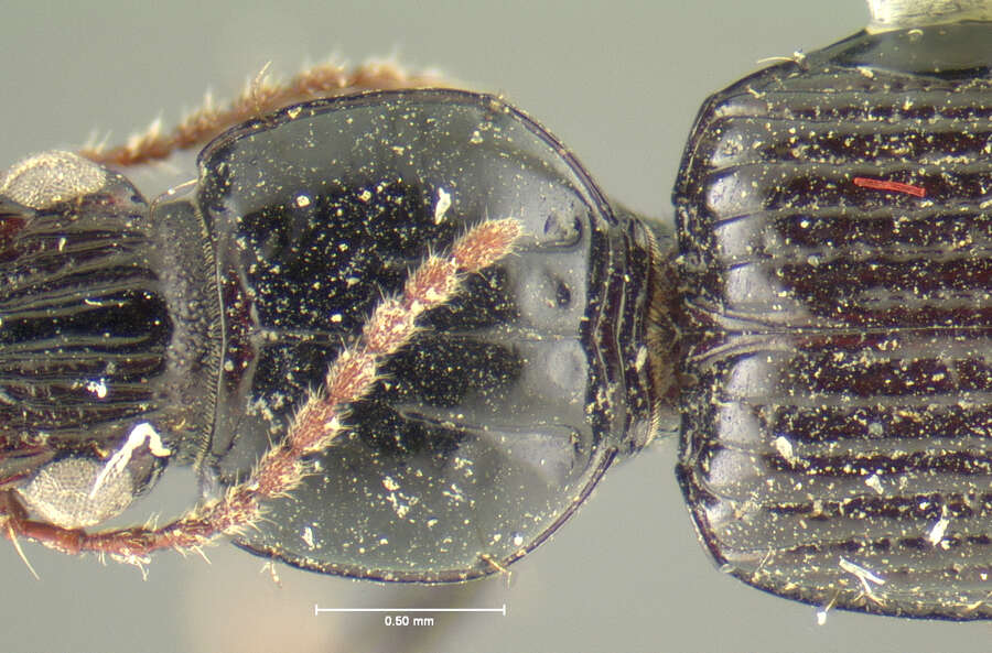 Image de Schizogenius (Schizogenius) neovalidus Whitehead 1972