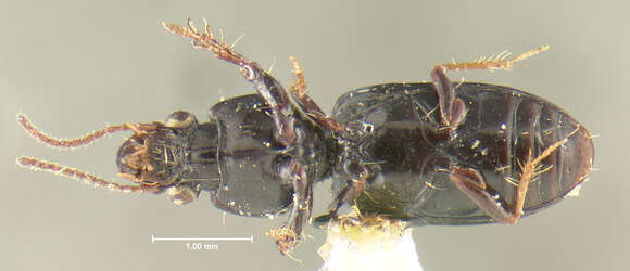 Sivun Schizogenius (Schizogenius) pacificus Whitehead 1972 kuva