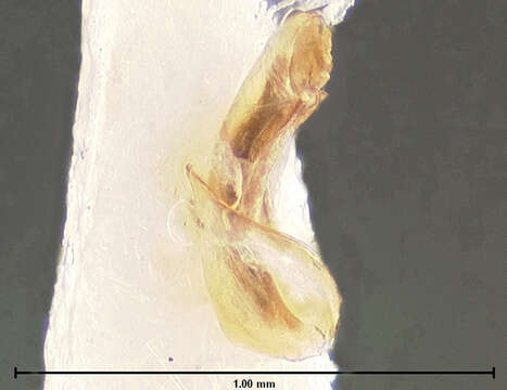 Image of Schizogenius (Genioschizus) sculptilis Whitehead 1972