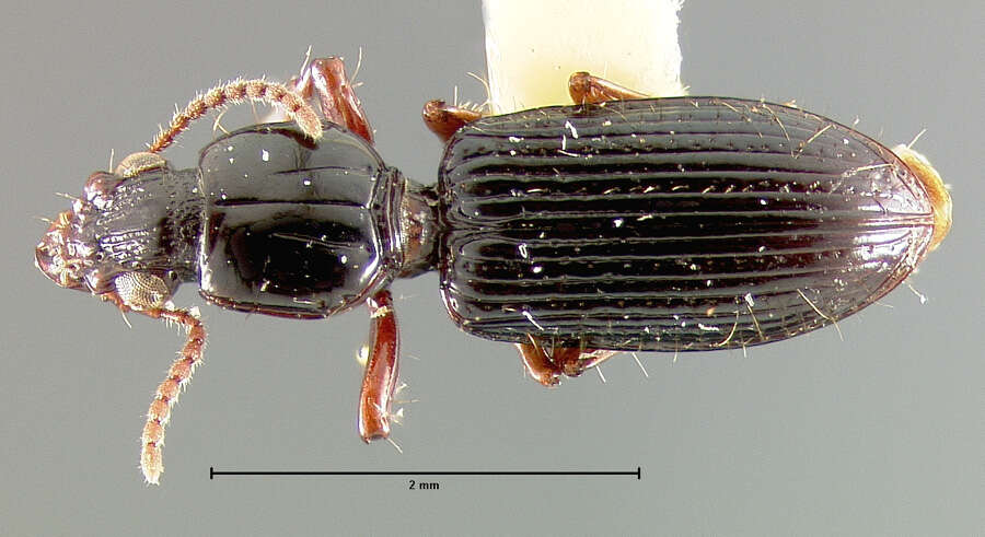 Sivun Schizogenius (Schizogenius) plurisetosus Whitehead 1972 kuva