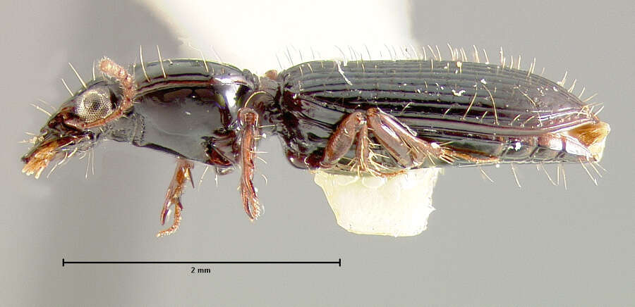 Sivun Schizogenius (Schizogenius) plurisetosus Whitehead 1972 kuva