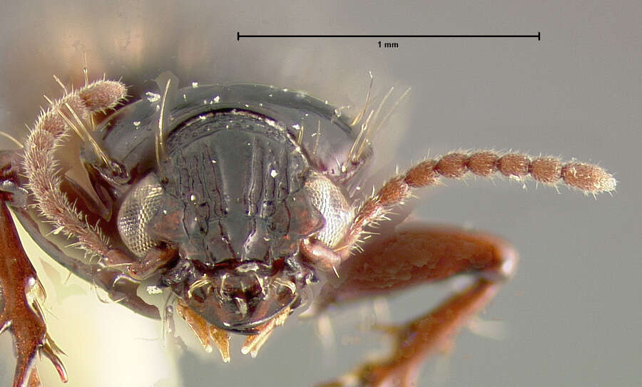 Sivun Schizogenius (Schizogenius) plurisetosus Whitehead 1972 kuva