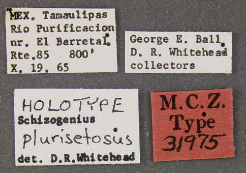 Sivun Schizogenius (Schizogenius) plurisetosus Whitehead 1972 kuva