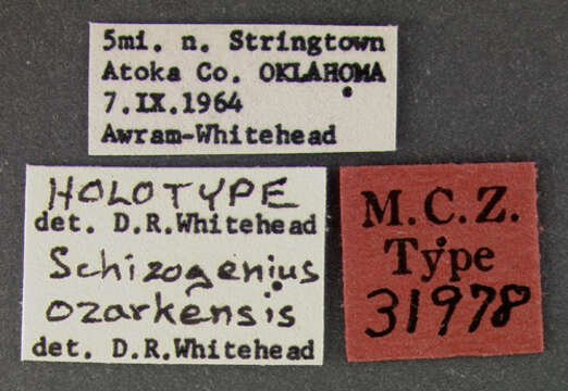 Sivun Schizogenius (Schizogenius) ozarkensis Whitehead 1972 kuva