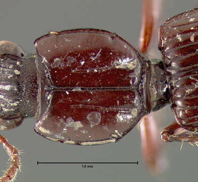 Sivun Schizogenius (Schizogenius) ozarkensis Whitehead 1972 kuva