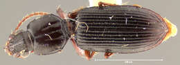 Image of Schizogenius (Schizogenius) tibialis Whitehead 1972