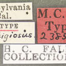 Слика од Schizogenius (Schizogenius) litigiosus Fall 1901
