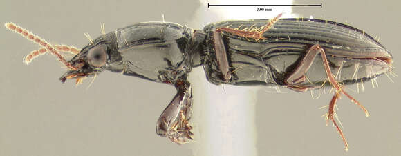 Sivun Schizogenius (Schizogenius) longipennis Putzeys 1867 kuva