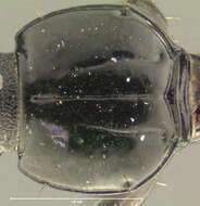 Image de Schizogenius (Schizogenius) longipennis Putzeys 1867