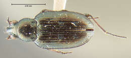 Plancia ëd Bembidion (Bracteon) hesperium Fall 1910