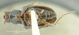 Plancia ëd Bembidion (Bracteon) hesperium Fall 1910